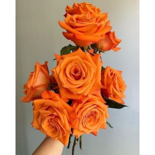 𝐇𝐨𝐚 𝐓𝐮̛𝐨̛𝐢 _Hồng ĐL Cam Quốc Vương_𝐂𝐚̆́𝐦 𝐁𝐢̀𝐧𝐡 (1 Bó 28-30b ) _𝐒𝐡𝐢𝐩 𝐇𝐨̉𝐚 𝐓𝐨̂́𝐜