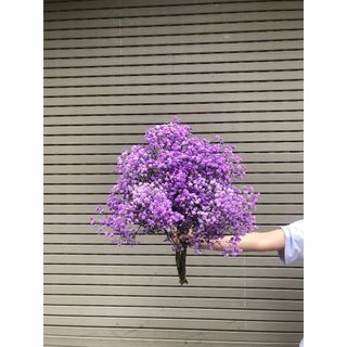 𝐇𝐨𝐚 𝐓𝐮̛𝐨̛𝐢 _Baby Các Màu _Cắm Lọ (𝟏 𝐁𝐨́) _𝐒𝐡𝐢𝐩 𝐇𝐨̉𝐚 𝐓𝐨̂́𝐜