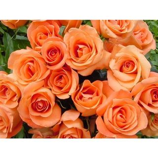 𝐇𝐨𝐚 𝐓𝐮̛𝐨̛𝐢 _Hồng ĐL Cam Quốc Vương_𝐂𝐚̆́𝐦 𝐁𝐢̀𝐧𝐡 (1 Bó 28-30b ) _𝐒𝐡𝐢𝐩 𝐇𝐨̉𝐚 𝐓𝐨̂́𝐜
