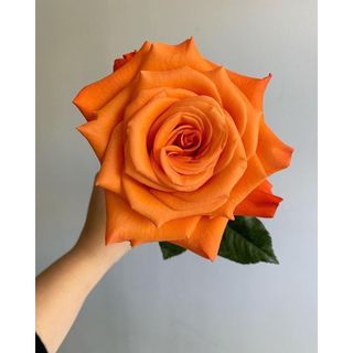 𝐇𝐨𝐚 𝐓𝐮̛𝐨̛𝐢 _Hồng ĐL Cam Quốc Vương_𝐂𝐚̆́𝐦 𝐁𝐢̀𝐧𝐡 (1 Bó 28-30b ) _𝐒𝐡𝐢𝐩 𝐇𝐨̉𝐚 𝐓𝐨̂́𝐜