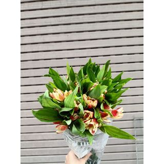 𝐇𝐨𝐚 𝐓𝐮̛𝐨̛𝐢 _Thủy Tiên_𝐂𝐚̆́𝐦 𝐁𝐢̀𝐧𝐡 (1 bó 10 cành) _𝐒𝐡𝐢𝐩 𝐇𝐨̉𝐚 𝐓𝐨̂́𝐜
