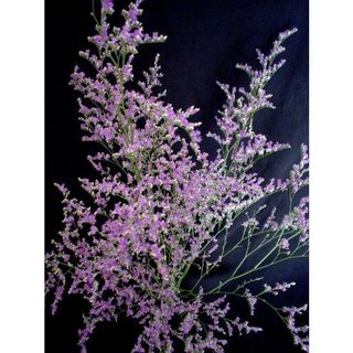 𝐇𝐨𝐚 𝐓𝐮̛𝐨̛𝐢 _Sao tím_𝐂𝐚̆́𝐦 𝐁𝐢̀𝐧𝐡 (1 bó ) _𝐒𝐡𝐢𝐩 𝐇𝐨̉𝐚 𝐓𝐨̂́𝐜