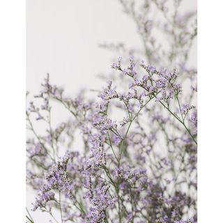 𝐇𝐨𝐚 𝐓𝐮̛𝐨̛𝐢 _Sao tím_𝐂𝐚̆́𝐦 𝐁𝐢̀𝐧𝐡 (1 bó ) _𝐒𝐡𝐢𝐩 𝐇𝐨̉𝐚 𝐓𝐨̂́𝐜