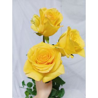 𝐇𝐨𝐚 𝐓𝐮̛𝐨̛𝐢 _Hồng ĐL Vàng Chùa_𝐂𝐚̆́𝐦 𝐁𝐢̀𝐧𝐡 (1 Bó 28-30b ) _𝐒𝐡𝐢𝐩 𝐇𝐨̉𝐚 𝐓𝐨̂́𝐜