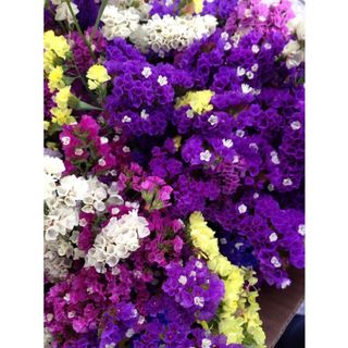 𝐇𝐨𝐚 𝐓𝐮̛𝐨̛𝐢 _Salem _cắm Lọ (1 Bó _𝐒𝐡𝐢𝐩 𝐇𝐨̉𝐚 𝐓𝐨̂́𝐜