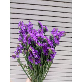 𝐇𝐨𝐚 𝐓𝐮̛𝐨̛𝐢 _Salem _cắm Lọ (1 Bó _𝐒𝐡𝐢𝐩 𝐇𝐨̉𝐚 𝐓𝐨̂́𝐜