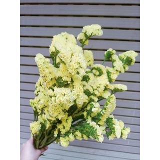 𝐇𝐨𝐚 𝐓𝐮̛𝐨̛𝐢 _Salem _cắm Lọ (1 Bó _𝐒𝐡𝐢𝐩 𝐇𝐨̉𝐚 𝐓𝐨̂́𝐜