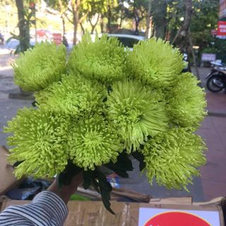 𝐇𝐨𝐚 𝐓𝐮̛𝐨̛𝐢 _Cúc lưới tua Dalat Hasfarm_𝐂𝐚̆́𝐦 𝐁𝐢̀𝐧𝐡 (1 bó ) _𝐒𝐡𝐢𝐩 𝐇𝐨̉𝐚 𝐓𝐨̂́𝐜