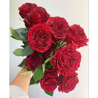 𝐇𝐨𝐚 𝐓𝐮̛𝐨̛𝐢 _Hồng ĐL Ohara Đỏ_𝐂𝐚̆́𝐦 𝐁𝐢̀𝐧𝐡 (1 Bó 28-30b ) _𝐒𝐡𝐢𝐩 𝐇𝐨̉𝐚 𝐓𝐨̂́𝐜