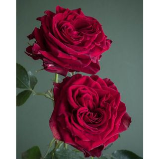 𝐇𝐨𝐚 𝐓𝐮̛𝐨̛𝐢 _Hồng ĐL Ohara Đỏ_𝐂𝐚̆́𝐦 𝐁𝐢̀𝐧𝐡 (1 Bó 28-30b ) _𝐒𝐡𝐢𝐩 𝐇𝐨̉𝐚 𝐓𝐨̂́𝐜