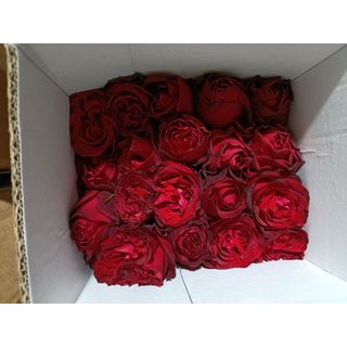 𝐇𝐨𝐚 𝐓𝐮̛𝐨̛𝐢 _Hồng ĐL Ohara Đỏ_𝐂𝐚̆́𝐦 𝐁𝐢̀𝐧𝐡 (1 Bó 28-30b ) _𝐒𝐡𝐢𝐩 𝐇𝐨̉𝐚 𝐓𝐨̂́𝐜