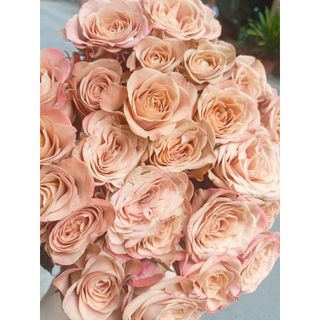 𝐇𝐨𝐚 𝐓𝐮̛𝐨̛𝐢 _Hồng ĐL Capuchino_𝐂𝐚̆́𝐦 𝐁𝐢̀𝐧𝐡 (1 Bó 28-30b ) _𝐒𝐡𝐢𝐩 𝐇𝐨̉𝐚 𝐓𝐨̂́𝐜