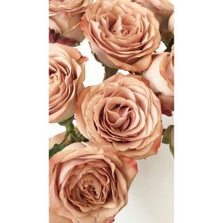 𝐇𝐨𝐚 𝐓𝐮̛𝐨̛𝐢 _Hồng ĐL Capuchino_𝐂𝐚̆́𝐦 𝐁𝐢̀𝐧𝐡 (1 Bó 28-30b ) _𝐒𝐡𝐢𝐩 𝐇𝐨̉𝐚 𝐓𝐨̂́𝐜