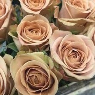 𝐇𝐨𝐚 𝐓𝐮̛𝐨̛𝐢 _Hồng ĐL Capuchino_𝐂𝐚̆́𝐦 𝐁𝐢̀𝐧𝐡 (1 Bó 28-30b ) _𝐒𝐡𝐢𝐩 𝐇𝐨̉𝐚 𝐓𝐨̂́𝐜