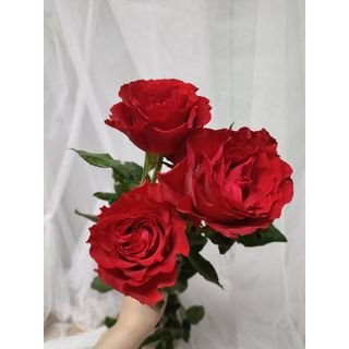 𝐇𝐨𝐚 𝐓𝐮̛𝐨̛𝐢 _Hồng ĐL Đỏ Pháp_𝐂𝐚̆́𝐦 𝐁𝐢̀𝐧𝐡 (1 Bó 28-30b ) _𝐒𝐡𝐢𝐩 𝐇𝐨̉𝐚 𝐓𝐨̂́𝐜