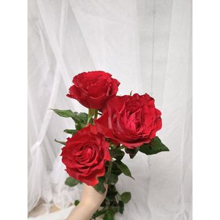 𝐇𝐨𝐚 𝐓𝐮̛𝐨̛𝐢 _Hồng ĐL Đỏ Pháp_𝐂𝐚̆́𝐦 𝐁𝐢̀𝐧𝐡 (1 Bó 28-30b ) _𝐒𝐡𝐢𝐩 𝐇𝐨̉𝐚 𝐓𝐨̂́𝐜