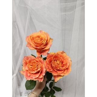 𝐇𝐨𝐚 𝐓𝐮̛𝐨̛𝐢 _Hồng ĐL Cam Party_𝐂𝐚̆́𝐦 𝐁𝐢̀𝐧𝐡 (1 Bó 28-30b ) _𝐒𝐡𝐢𝐩 𝐇𝐨̉𝐚 𝐓𝐨̂́𝐜