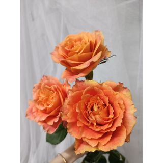 𝐇𝐨𝐚 𝐓𝐮̛𝐨̛𝐢 _Hồng ĐL Cam Party_𝐂𝐚̆́𝐦 𝐁𝐢̀𝐧𝐡 (1 Bó 28-30b ) _𝐒𝐡𝐢𝐩 𝐇𝐨̉𝐚 𝐓𝐨̂́𝐜