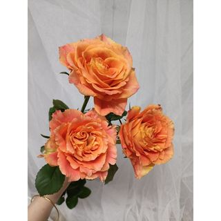 𝐇𝐨𝐚 𝐓𝐮̛𝐨̛𝐢 _Hồng ĐL Cam Party_𝐂𝐚̆́𝐦 𝐁𝐢̀𝐧𝐡 (1 Bó 28-30b ) _𝐒𝐡𝐢𝐩 𝐇𝐨̉𝐚 𝐓𝐨̂́𝐜