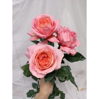 𝐇𝐨𝐚 𝐓𝐮̛𝐨̛𝐢 _Hồng ĐL London _𝐂𝐚̆́𝐦 𝐁𝐢̀𝐧𝐡 (1 Bó 28-30b ) _𝐒𝐡𝐢𝐩 𝐇𝐨̉𝐚 𝐓𝐨̂́𝐜