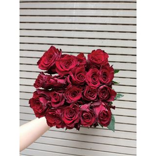 𝐇𝐨𝐚 𝐓𝐮̛𝐨̛𝐢 _Hồng ĐL Đỏ Explore _𝐂𝐚̆́𝐦 𝐁𝐢̀𝐧𝐡 (1 Bó 28-30b ) _𝐒𝐡𝐢𝐩 𝐇𝐨̉𝐚 𝐓𝐨̂́𝐜