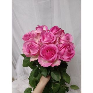 𝐇𝐨𝐚 𝐓𝐮̛𝐨̛𝐢 _Hồng ĐL Sen Phật _𝐂𝐚̆́𝐦 𝐁𝐢̀𝐧𝐡 (1 Bó 28-30b ) _𝐒𝐡𝐢𝐩 𝐇𝐨̉𝐚 𝐓𝐨̂́𝐜