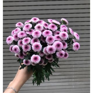 𝐇𝐨𝐚 𝐓𝐮̛𝐨̛𝐢 _Cúc Cali_𝐂𝐚̆́𝐦 𝐁𝐢̀𝐧𝐡 (1 bó 10 cành) _𝐒𝐡𝐢𝐩 𝐇𝐨̉𝐚 𝐓𝐨̂́𝐜