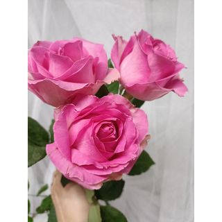 𝐇𝐨𝐚 𝐓𝐮̛𝐨̛𝐢 _Hồng ĐL Sen Phật _𝐂𝐚̆́𝐦 𝐁𝐢̀𝐧𝐡 (1 Bó 28-30b ) _𝐒𝐡𝐢𝐩 𝐇𝐨̉𝐚 𝐓𝐨̂́𝐜