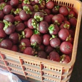 Măng cụt lái thiêu