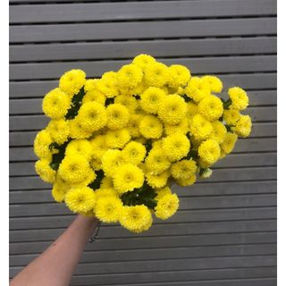 𝐇𝐨𝐚 𝐓𝐮̛𝐨̛𝐢 _Cúc Cali_𝐂𝐚̆́𝐦 𝐁𝐢̀𝐧𝐡 (1 bó 10 cành) _𝐒𝐡𝐢𝐩 𝐇𝐨̉𝐚 𝐓𝐨̂́𝐜