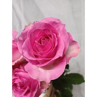𝐇𝐨𝐚 𝐓𝐮̛𝐨̛𝐢 _Hồng ĐL Sen Phật _𝐂𝐚̆́𝐦 𝐁𝐢̀𝐧𝐡 (1 Bó 28-30b ) _𝐒𝐡𝐢𝐩 𝐇𝐨̉𝐚 𝐓𝐨̂́𝐜
