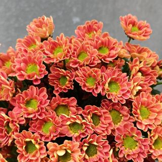 𝐇𝐨𝐚 𝐓𝐮̛𝐨̛𝐢 _Cúc Rosy 𝐂𝐚̆́𝐦 𝐁𝐢̀𝐧𝐡 (1 bó 10 cành) _𝐒𝐡𝐢𝐩 𝐇𝐨̉𝐚 𝐓𝐨̂́𝐜