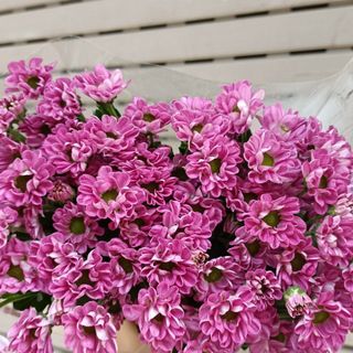 𝐇𝐨𝐚 𝐓𝐮̛𝐨̛𝐢 _Cúc Rosy 𝐂𝐚̆́𝐦 𝐁𝐢̀𝐧𝐡 (1 bó 10 cành) _𝐒𝐡𝐢𝐩 𝐇𝐨̉𝐚 𝐓𝐨̂́𝐜