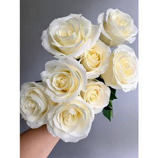 𝐇𝐨𝐚 𝐓𝐮̛𝐨̛𝐢 _Hồng ĐL Trắng Cồ_𝐂𝐚̆́𝐦 𝐁𝐢̀𝐧𝐡 (1 Bó 28-30b ) _𝐒𝐡𝐢𝐩 𝐇𝐨̉𝐚 𝐓𝐨̂́𝐜