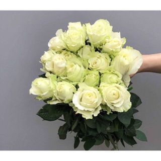 𝐇𝐨𝐚 𝐓𝐮̛𝐨̛𝐢 _Hồng ĐL Trắng Cồ_𝐂𝐚̆́𝐦 𝐁𝐢̀𝐧𝐡 (1 Bó 28-30b ) _𝐒𝐡𝐢𝐩 𝐇𝐨̉𝐚 𝐓𝐨̂́𝐜