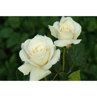𝐇𝐨𝐚 𝐓𝐮̛𝐨̛𝐢 _Hồng ĐL Trắng Cồ_𝐂𝐚̆́𝐦 𝐁𝐢̀𝐧𝐡 (1 Bó 28-30b ) _𝐒𝐡𝐢𝐩 𝐇𝐨̉𝐚 𝐓𝐨̂́𝐜