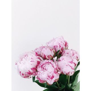 𝐇𝐨𝐚 𝐓𝐮̛𝐨̛𝐢 _Hoa Mẫu Đơn Côn Minh_𝐂𝐚̆́𝐦 𝐁𝐢̀𝐧𝐡 (1 bó ) _𝐒𝐡𝐢𝐩 𝐇𝐨̉𝐚 𝐓𝐨̂́𝐜