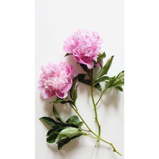 𝐇𝐨𝐚 𝐓𝐮̛𝐨̛𝐢 _Hoa Mẫu Đơn Côn Minh_𝐂𝐚̆́𝐦 𝐁𝐢̀𝐧𝐡 (1 bó ) _𝐒𝐡𝐢𝐩 𝐇𝐨̉𝐚 𝐓𝐨̂́𝐜