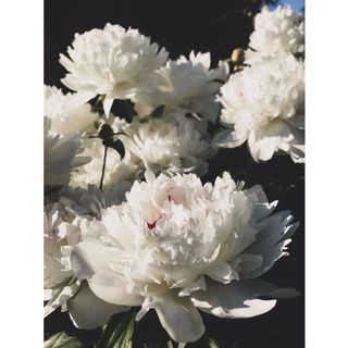 𝐇𝐨𝐚 𝐓𝐮̛𝐨̛𝐢 _Hoa Mẫu Đơn Côn Minh_𝐂𝐚̆́𝐦 𝐁𝐢̀𝐧𝐡 (1 bó ) _𝐒𝐡𝐢𝐩 𝐇𝐨̉𝐚 𝐓𝐨̂́𝐜