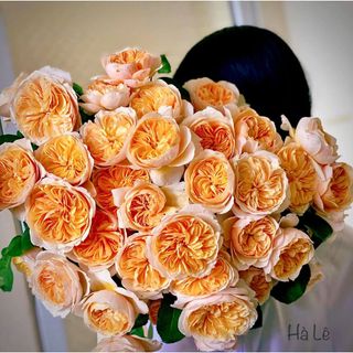 𝐇𝐨𝐚 𝐓𝐮̛𝐨̛𝐢 _Hồng ĐL Juliet Rose_𝐂𝐚̆́𝐦 𝐁𝐢̀𝐧𝐡 (1 Bó 28-30b ) _𝐒𝐡𝐢𝐩 𝐇𝐨̉𝐚 𝐓𝐨̂́𝐜