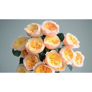 𝐇𝐨𝐚 𝐓𝐮̛𝐨̛𝐢 _Hồng ĐL Juliet Rose_𝐂𝐚̆́𝐦 𝐁𝐢̀𝐧𝐡 (1 Bó 28-30b ) _𝐒𝐡𝐢𝐩 𝐇𝐨̉𝐚 𝐓𝐨̂́𝐜