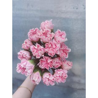 𝐇𝐨𝐚 𝐓𝐮̛𝐨̛𝐢 _Phăng Đơn (Cẩm Chướng)_ 𝐂𝐚̆́𝐦 𝐁𝐢̀𝐧𝐡 (1 bó 20 cành) _𝐒𝐡𝐢𝐩 𝐇𝐨̉𝐚 𝐓𝐨̂́𝐜
