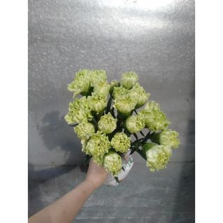 𝐇𝐨𝐚 𝐓𝐮̛𝐨̛𝐢 _Phăng Đơn (Cẩm Chướng)_ 𝐂𝐚̆́𝐦 𝐁𝐢̀𝐧𝐡 (1 bó 20 cành) _𝐒𝐡𝐢𝐩 𝐇𝐨̉𝐚 𝐓𝐨̂́𝐜