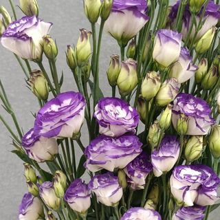 𝐇𝐨𝐚 𝐓𝐮̛𝐨̛𝐢 _Lan Tường Đà Lạt _𝐂𝐚̆́𝐦 𝐁𝐢̀𝐧𝐡 (1 bó)_𝐒𝐡𝐢𝐩 𝐇𝐨̉𝐚 𝐓𝐨̂́𝐜