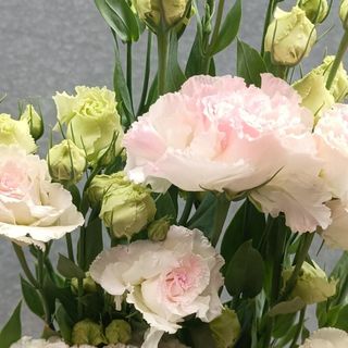 𝐇𝐨𝐚 𝐓𝐮̛𝐨̛𝐢 _Lan Tường Đà Lạt _𝐂𝐚̆́𝐦 𝐁𝐢̀𝐧𝐡 (1 bó)_𝐒𝐡𝐢𝐩 𝐇𝐨̉𝐚 𝐓𝐨̂́𝐜