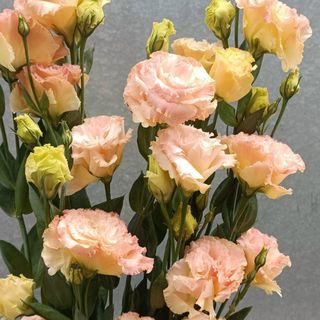 𝐇𝐨𝐚 𝐓𝐮̛𝐨̛𝐢 _Lan Tường Đà Lạt _𝐂𝐚̆́𝐦 𝐁𝐢̀𝐧𝐡 (1 bó)_𝐒𝐡𝐢𝐩 𝐇𝐨̉𝐚 𝐓𝐨̂́𝐜