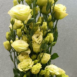 𝐇𝐨𝐚 𝐓𝐮̛𝐨̛𝐢 _Lan Tường Đà Lạt _𝐂𝐚̆́𝐦 𝐁𝐢̀𝐧𝐡 (1 bó)_𝐒𝐡𝐢𝐩 𝐇𝐨̉𝐚 𝐓𝐨̂́𝐜