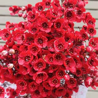 𝐇𝐨𝐚 𝐓𝐮̛𝐨̛𝐢 _Thanh Liễu_𝐂𝐚̆́𝐦 𝐁𝐢̀𝐧𝐡 (1 Bó ) _𝐒𝐡𝐢𝐩 𝐇𝐨̉𝐚 𝐓𝐨̂́𝐜
