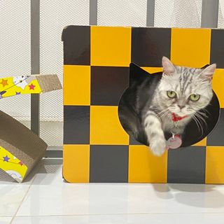 Bàn cào kết hợp ổ nằm mẫu Mèo caro