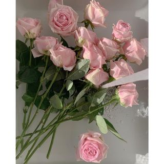𝐇𝐨𝐚 𝐓𝐮̛𝐨̛𝐢 _Kem Hồng ĐL _𝐂𝐚̆́𝐦 𝐁𝐢̀𝐧𝐡 (1 Bó 30b ) _𝐒𝐡𝐢𝐩 𝐇𝐨̉𝐚 𝐓𝐨̂́𝐜